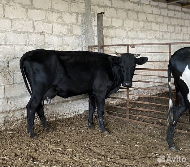 Продаются стельные телки и коровы