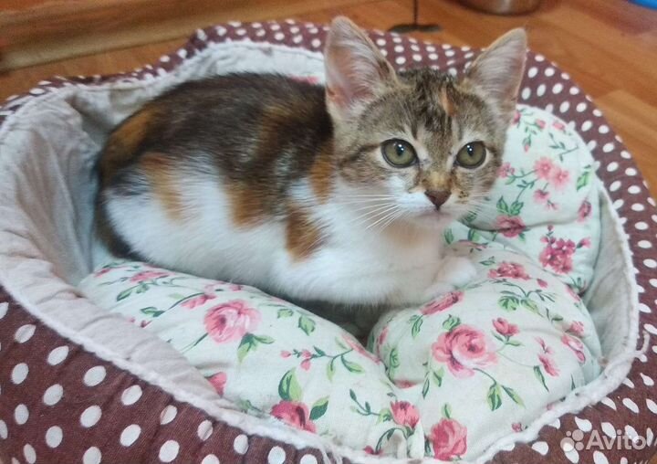 Котенок Милка