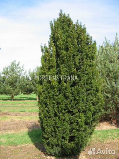 Тис ягодный Фастигиата (Taxus baccata Fastigiata)