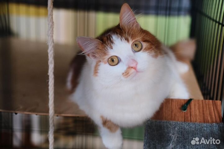 Пушистый ласкуша в добрые руки