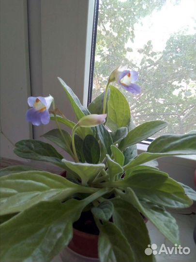 Колокольчик домашний