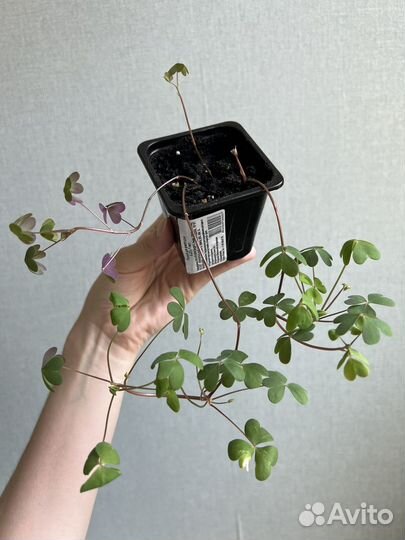 Оксалис (кислица)