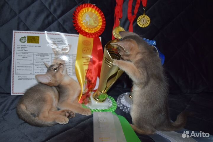 Абиссинские котята с документами