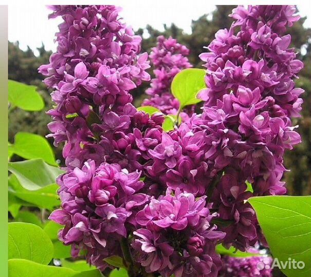 Жасмин,черемуха красная,барбарис,клубника