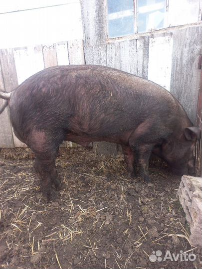 Хряк на племя