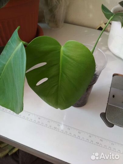 Дифенбахия, монстера