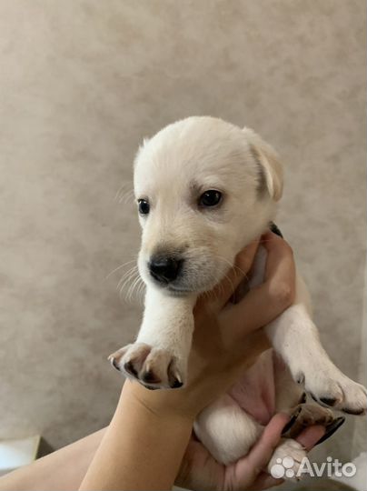 Отдам в добрые руки