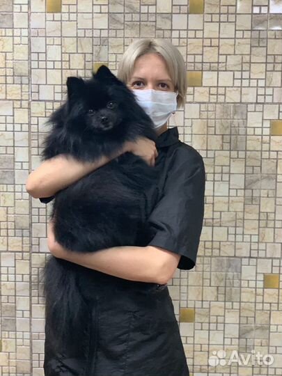 Стрижка кошек и собак Люберцы, выезд на дом