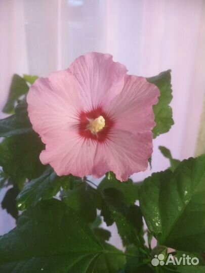 Гибискус садовый