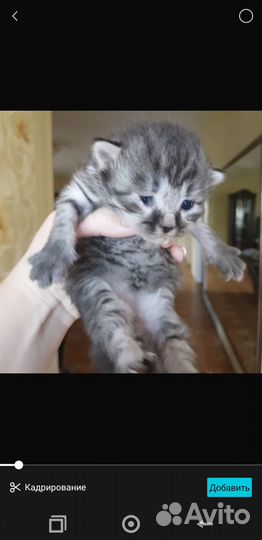 Отдам в добрые руки