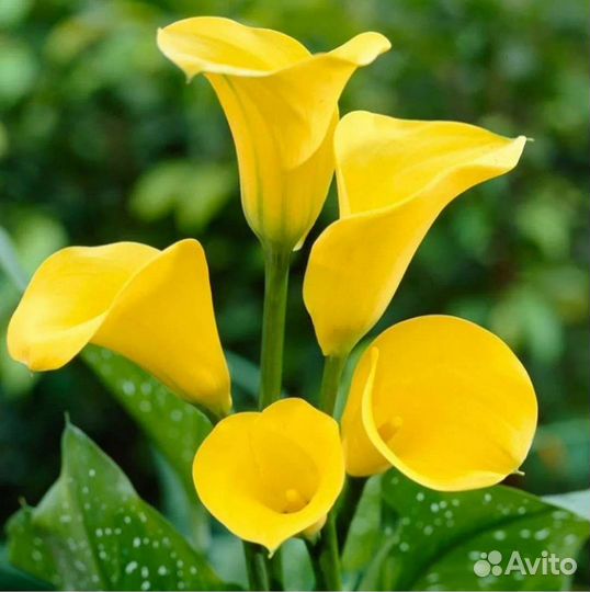 Сортовые каллы, клубни, 9 сортов