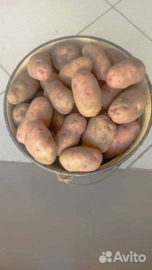 Картофель