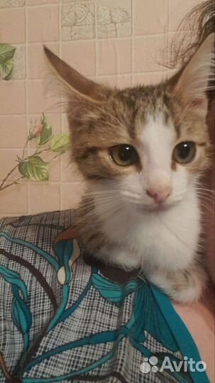 Котик в добрые руки