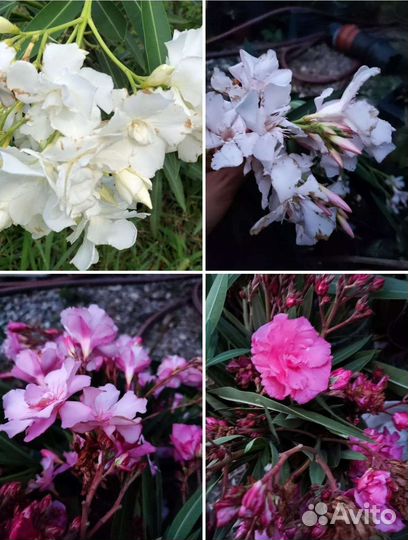 Олеандр разные виды