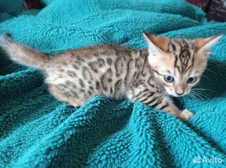 Бенгальские котята