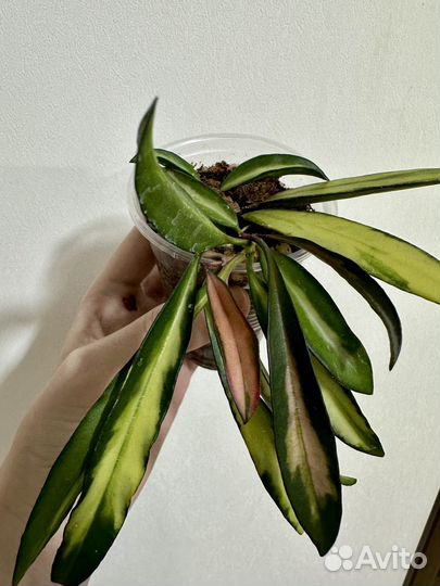 Хойя кентиана вариегата