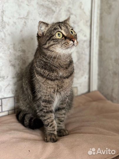 Европейская кошечка ишет дом