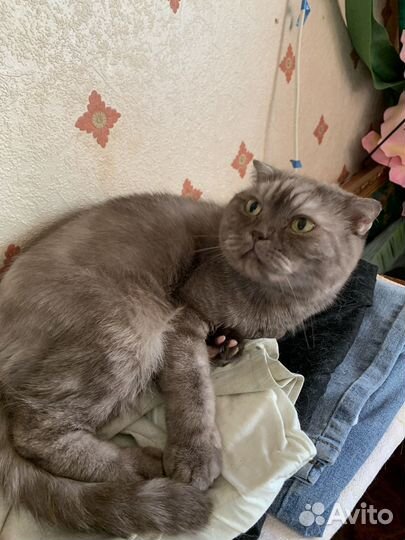 Шотландская
