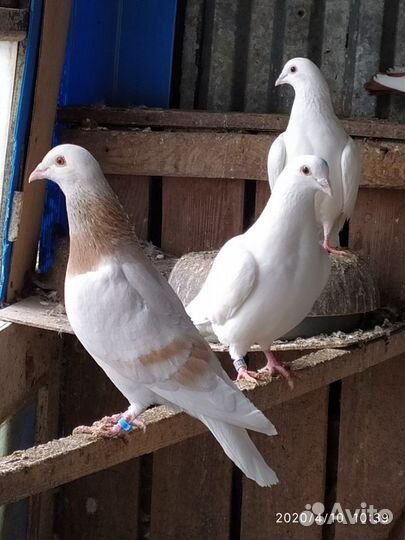 Голуби Пермские, Якобинцы, Чернохвостые бакинцы