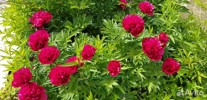 Пионы нежно-розового и ярко-розового цвета