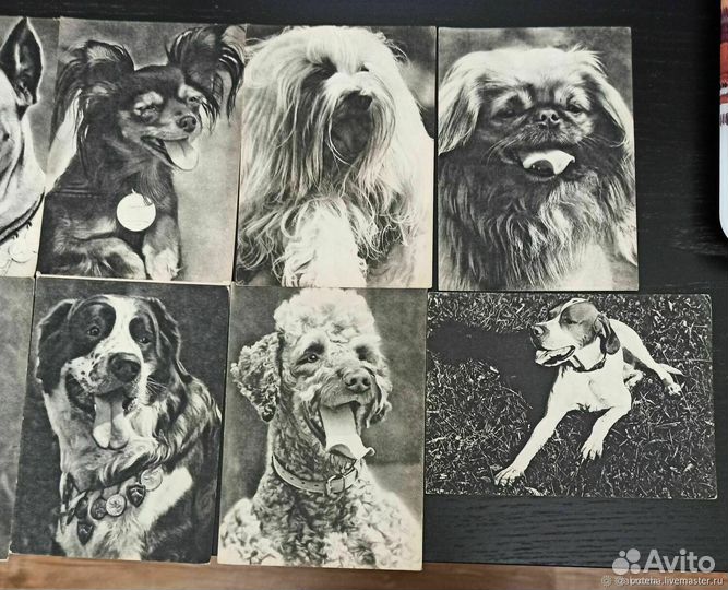 Открытки. 10 шт. Собаки