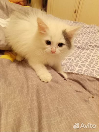 Котенок