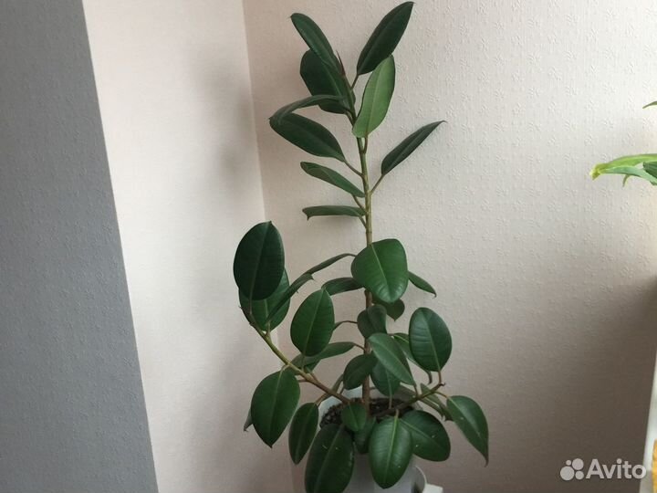 Фикус крупнолистовой каучуконосный