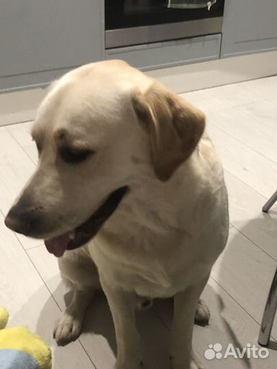 Кобель лабрадора вязка