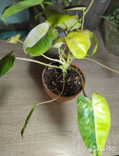 Филодендрон Бурле Маркс