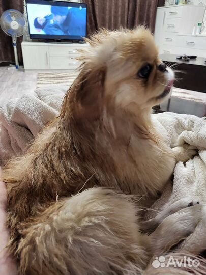 Вязка пекинес