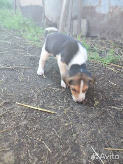 Щенки русской пегой гончей