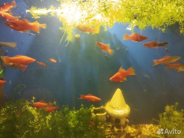 Аквариумные рыбки