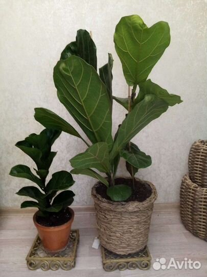 Комнатные растения цветы большие офисные