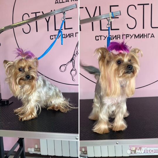 Грумер стрижка собак и кошек