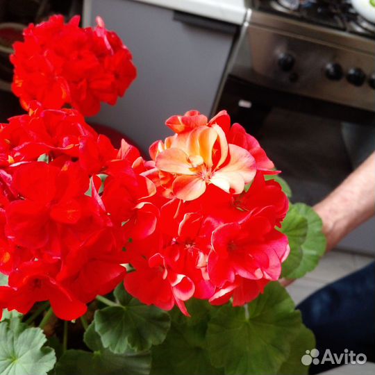 Пеларгония герань