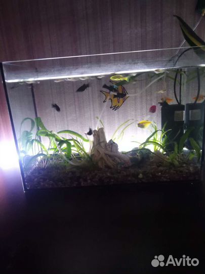 Аквариум