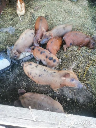 С/х животные