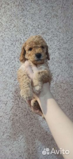 Щенки той пуделя