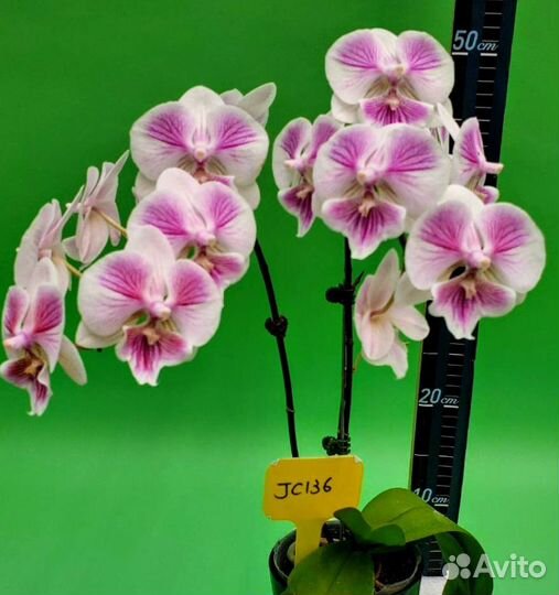 Фласка орхидеи фаленопсис