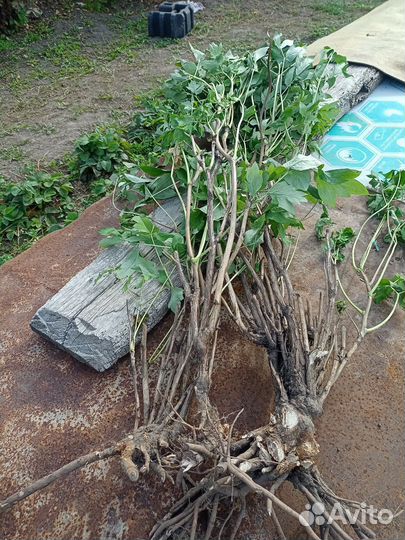 Пион древовидный,деленки