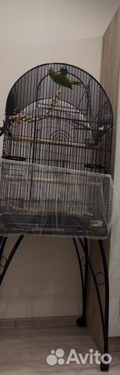 Ожереловый попугай