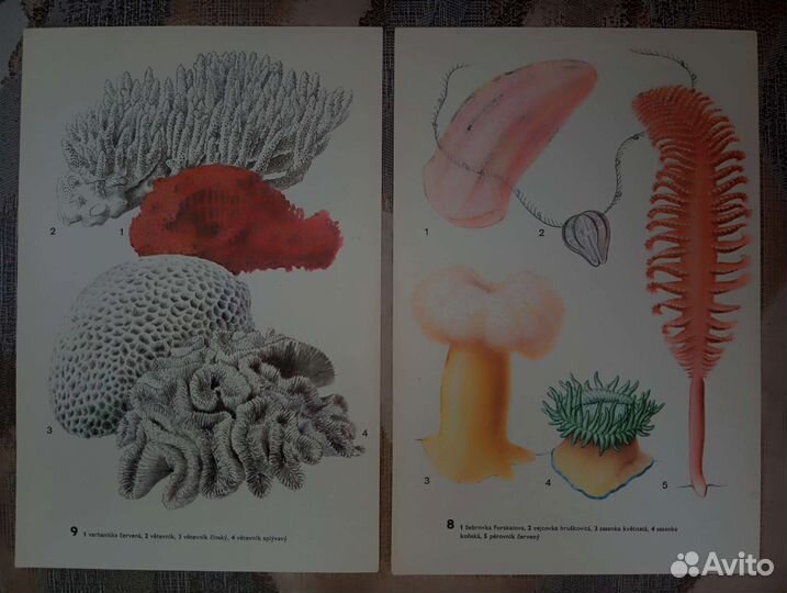 Винтажные иллюстрации 23*15,5 см