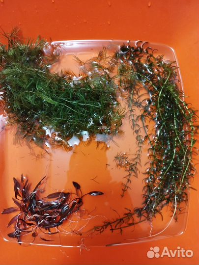 Прополка аквариума