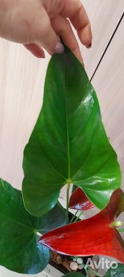 Антуриум коро
