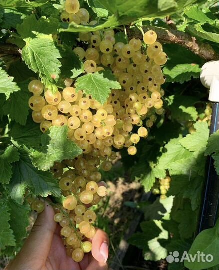 Смородина белая 