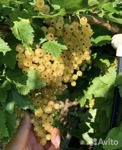 Смородина белая 