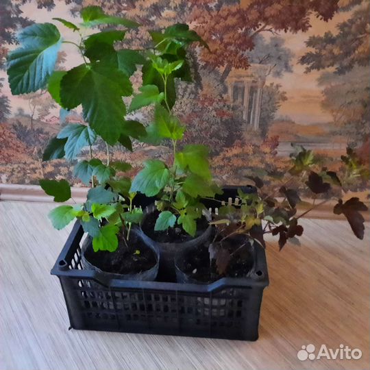 Декоративные кустарники