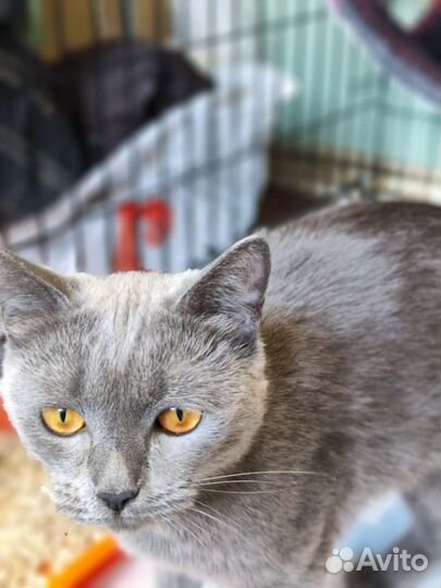 Русская голубая