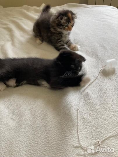Котята в добрые руки бесплатно