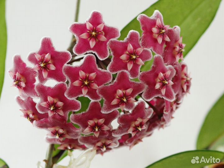 Хойя pubicalyx 'Royal Hawaian purple